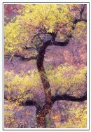 Old Cottonwood
